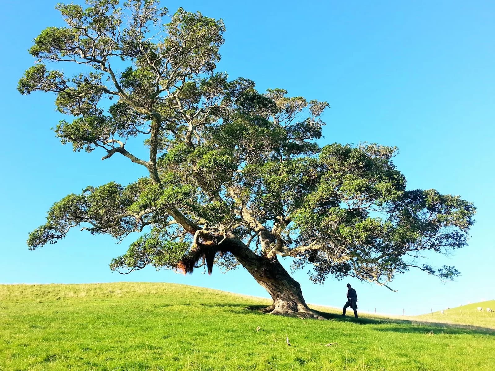 Dott.ssa Silvia Recchione